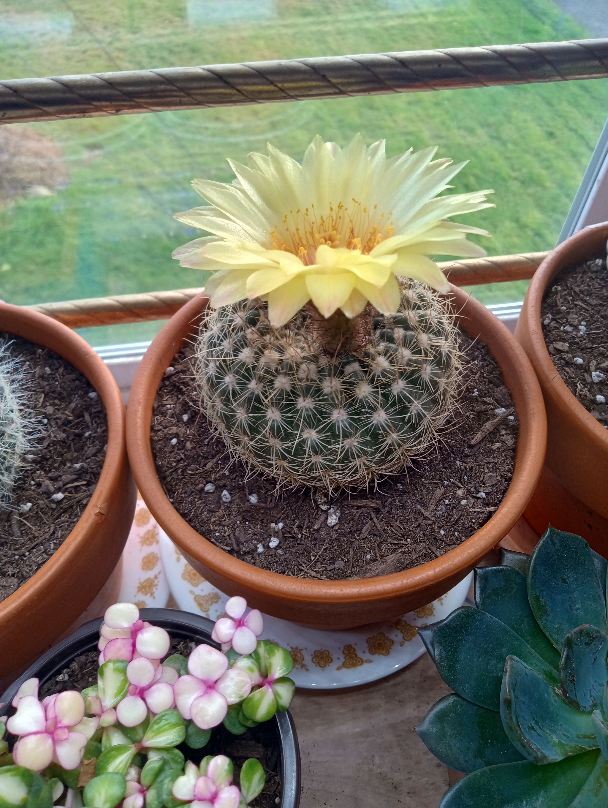 Photo of the plant species Sun Cup by @FairyFly named Fuzzy Stool on Greg, the plant care app