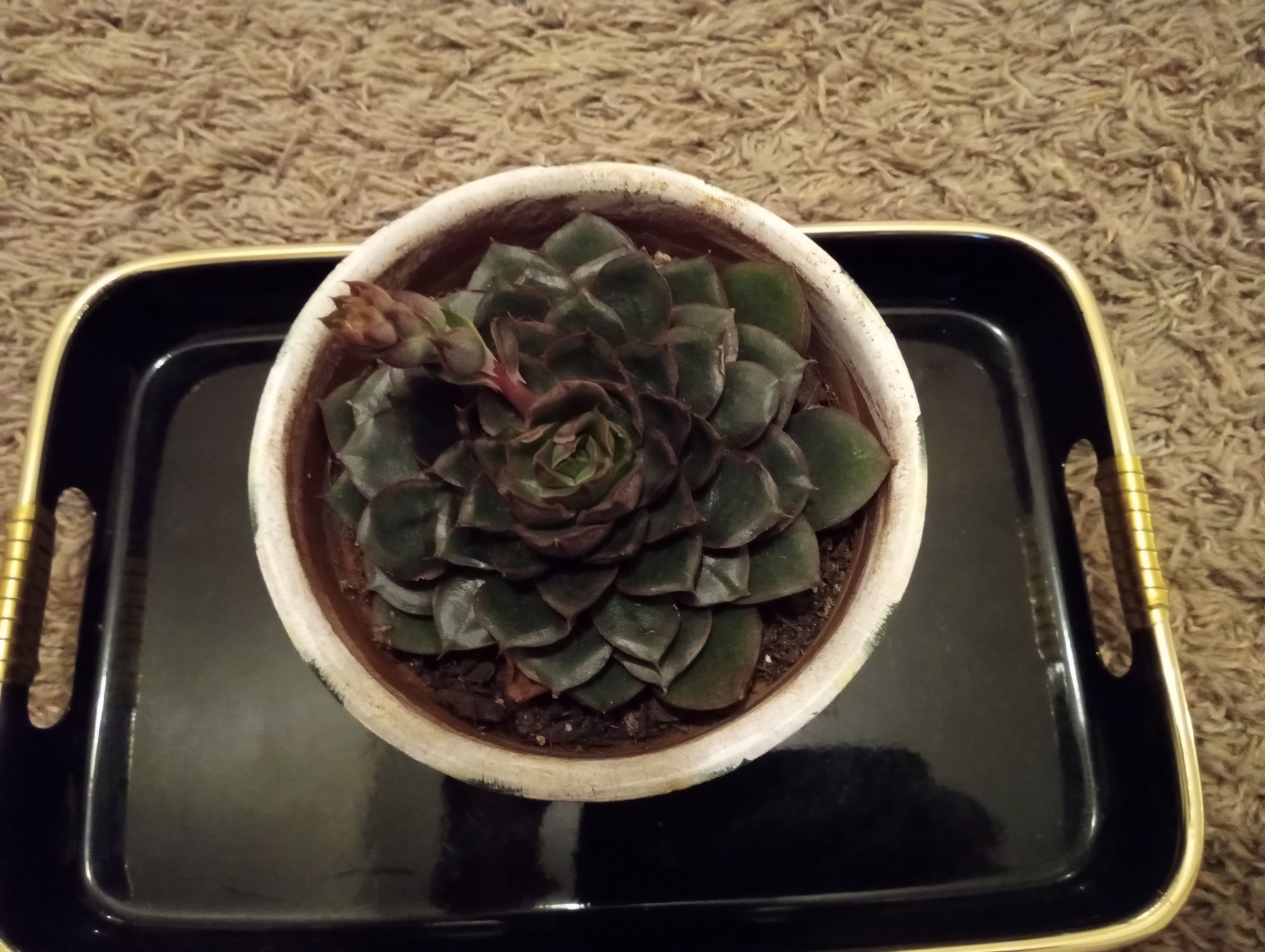Photo of the plant species Echeveria 'Joan Daniel' by @FairyFly named Rosy on Greg, the plant care app