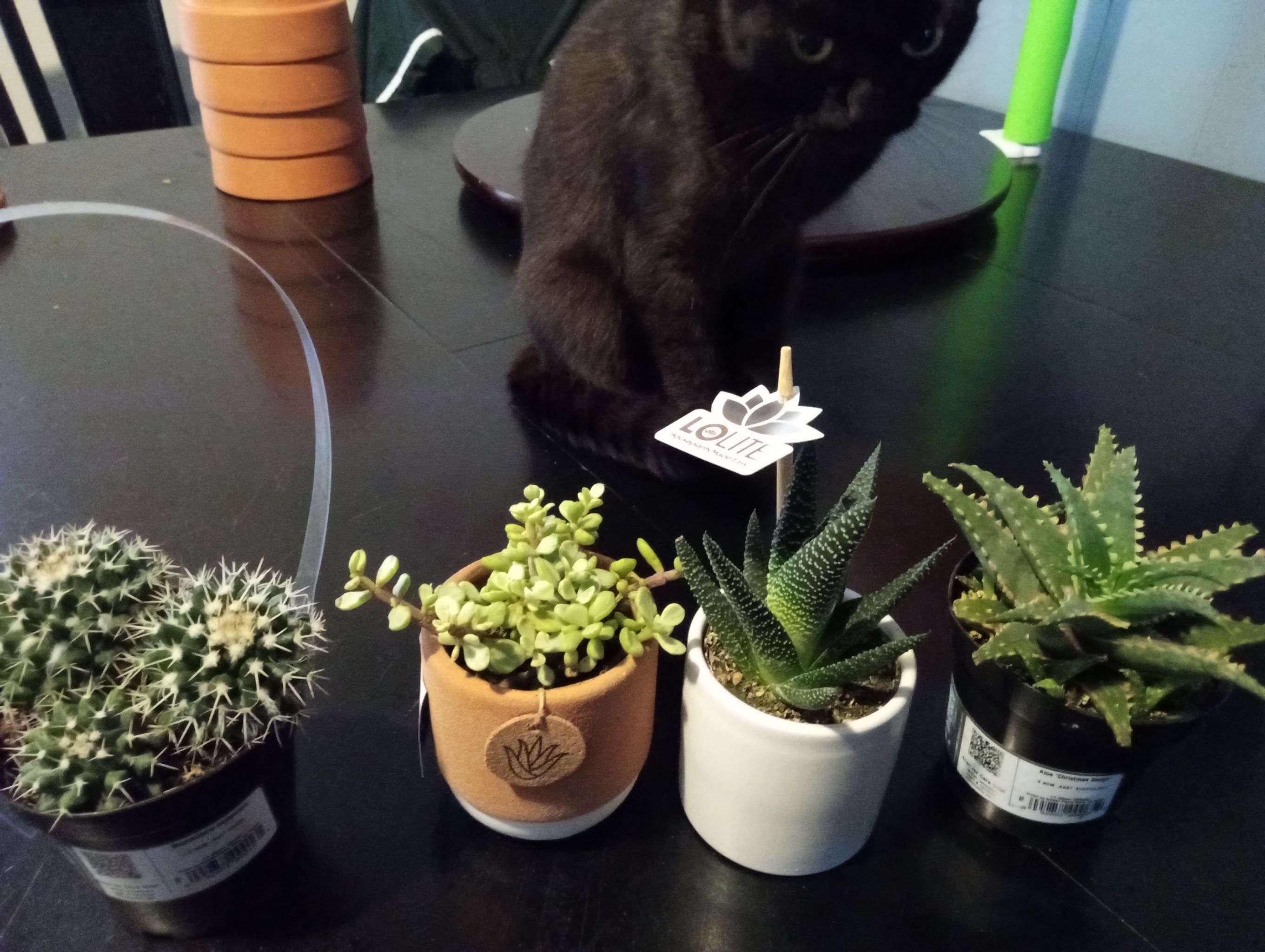 Photo from the post