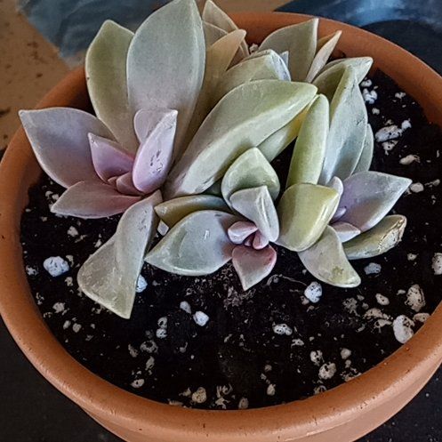 Photo of the plant species Graptopetalum paraguayense 'Peach' by @FairyFly named Princess Peach on Greg, the plant care app