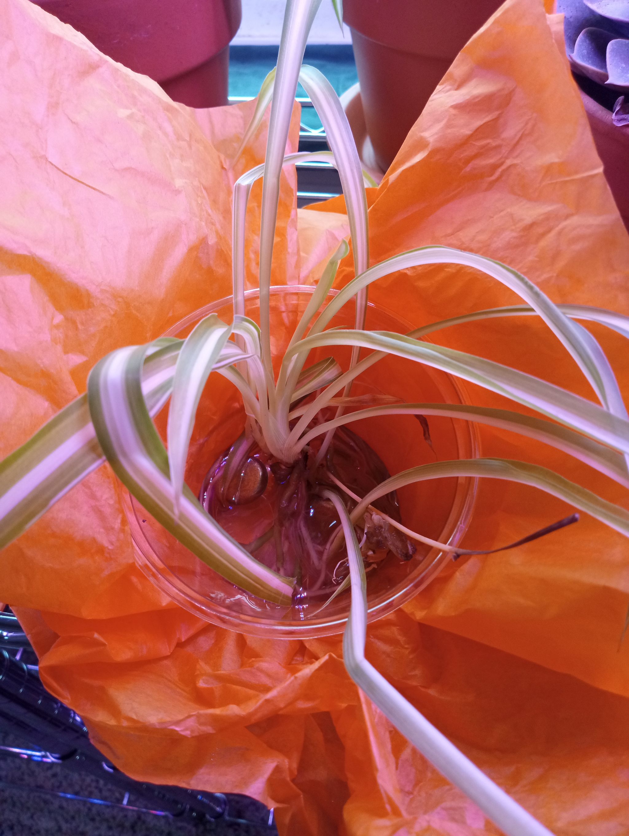 Photo from the post