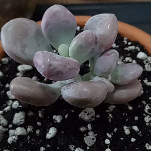 Photo of the plant species Pink Moonstones by @FairyFly named Pink Moonstone on Greg, the plant care app
