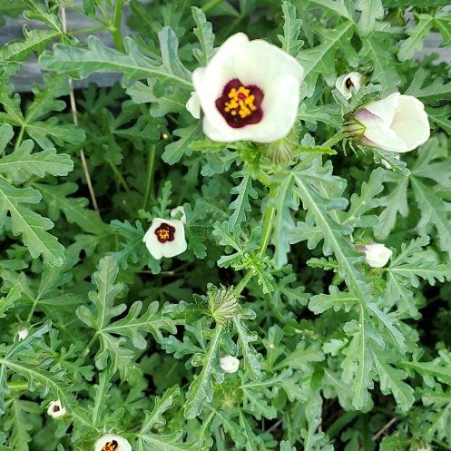 Photo of the plant species Modesty by @TalentedRosea named Bruce Lee on Greg, the plant care app