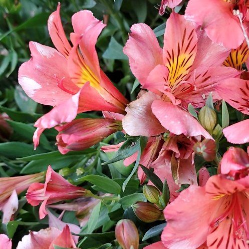 Photo of the plant species Lily of the Incas by @TalentedRosea named Mando on Greg, the plant care app