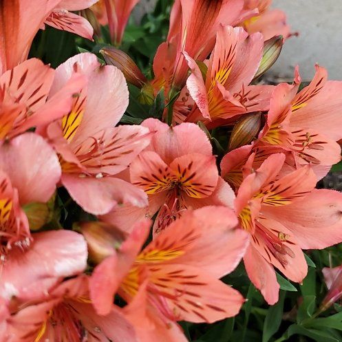 Photo of the plant species Lily of the Incas by @TalentedRosea named Kesha on Greg, the plant care app