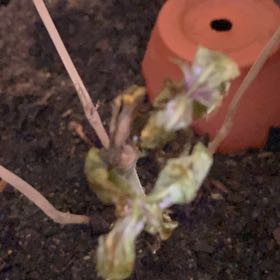 Photo of the plant species persian shield by @WiseBonsaitrees named Gobi on Greg, the plant care app