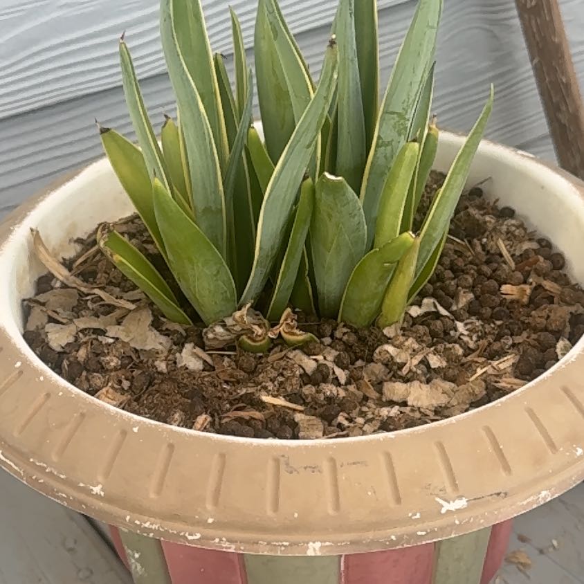 Photo of the plant species Caribbean Agave by @dDRACOb named Einstein on Greg, the plant care app
