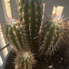 Photo of the plant species Xique-Xique Cactus by @dDRACOb named Doja Cat on Greg, the plant care app