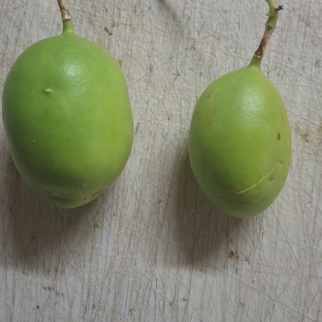 Photo of the plant species Calabash Tree by @StellarJonquil named Osmo on Greg, the plant care app