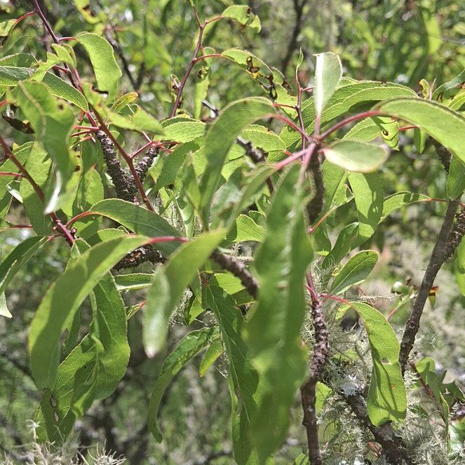 Photo of the plant species Apricot by @StellarJonquil named Naomi on Greg, the plant care app