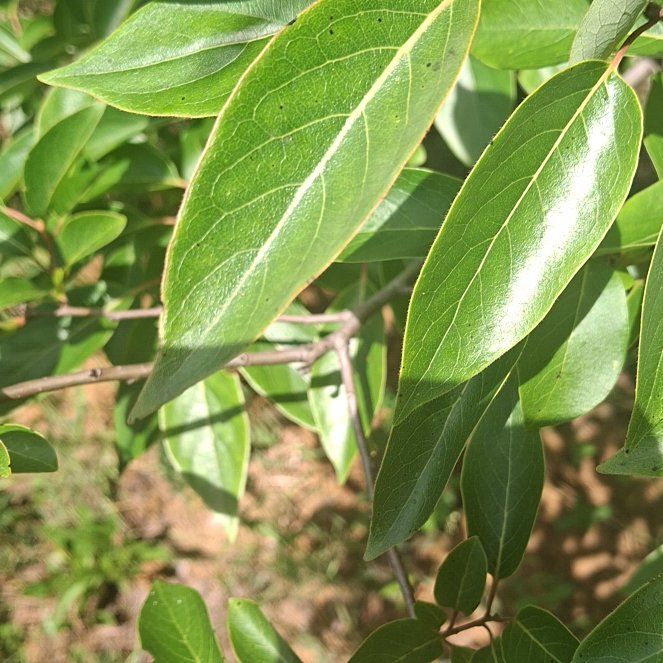 Photo of the plant species Common Persimmon by @StellarJonquil named Winston on Greg, the plant care app