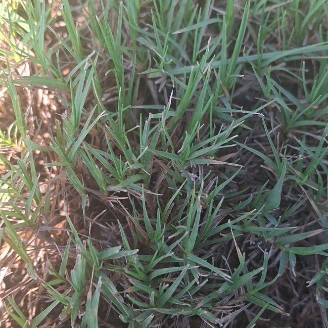 Photo of the plant species Wiregrass by @StellarJonquil named Elina on Greg, the plant care app