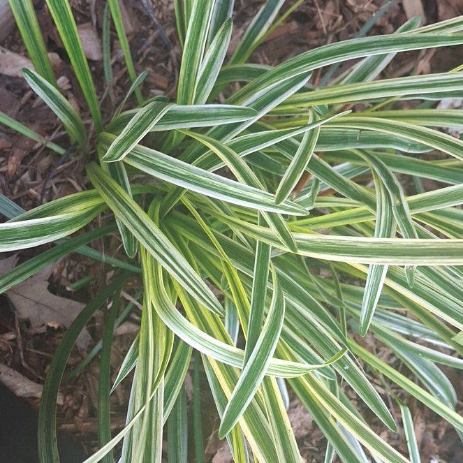 Photo of the plant species Big Blue Lilyturf by @StellarJonquil named Gobi on Greg, the plant care app