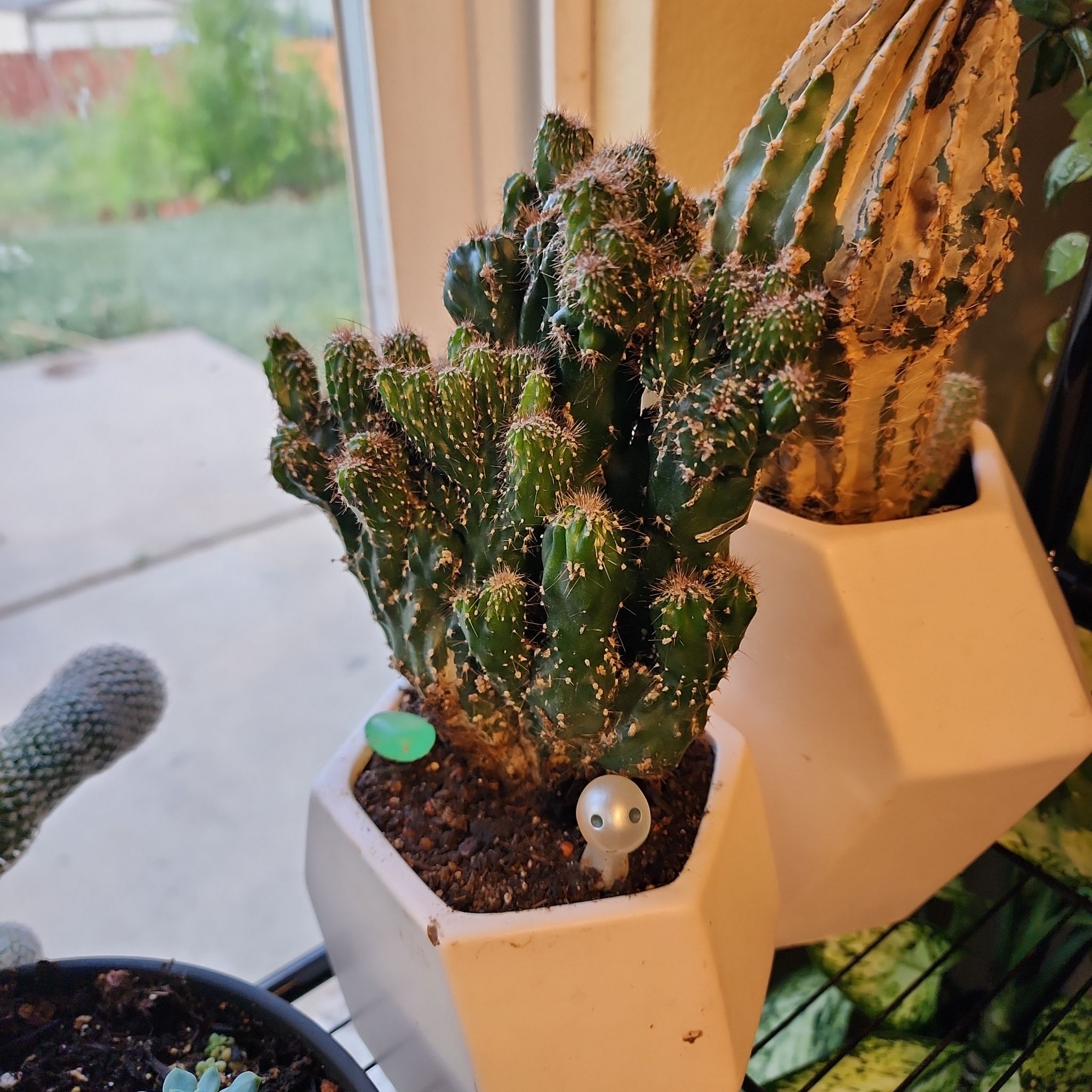 Photo of the plant species Cereus peruvianus f. monstrose by @vaesive named Tree Diddy on Greg, the plant care app
