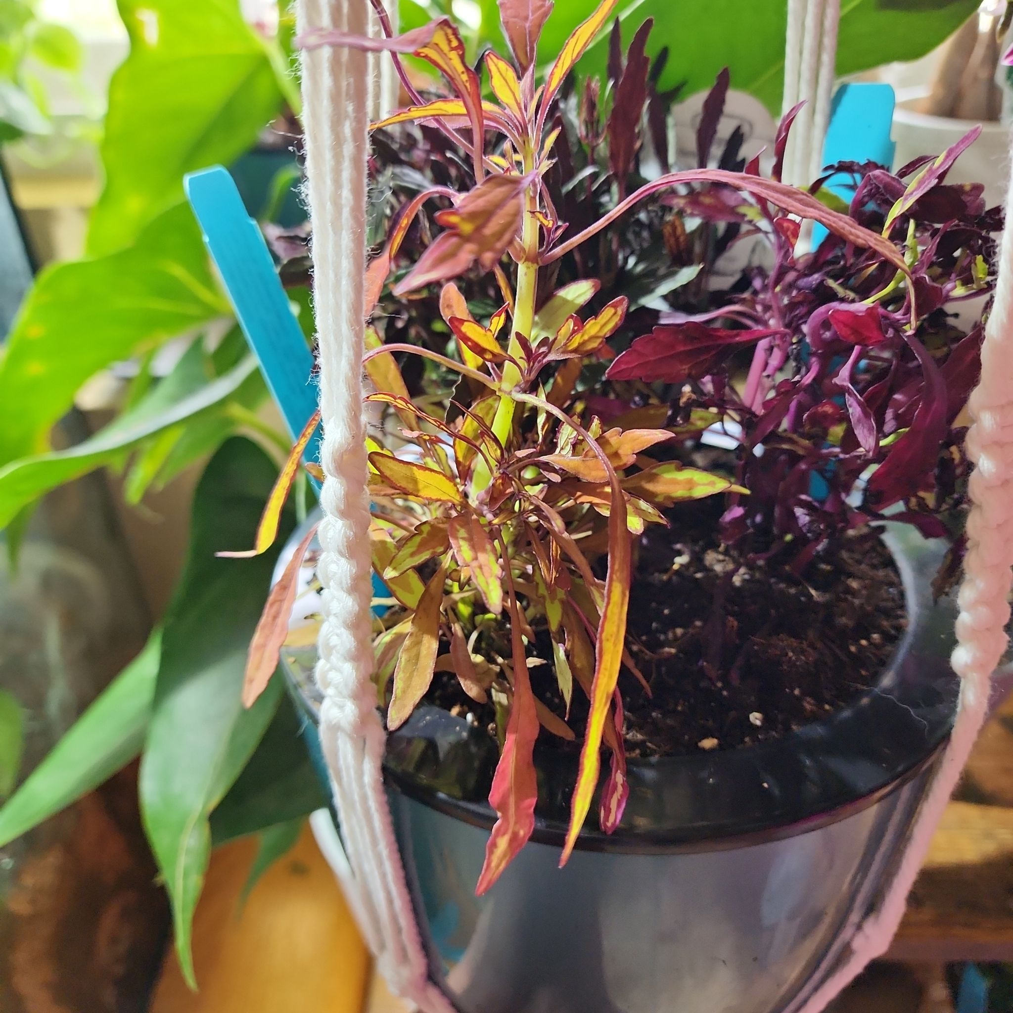 Photo of the plant species FlameThrower™ Salsa Verde Coleus by @vaesive named Bachata on Greg, the plant care app