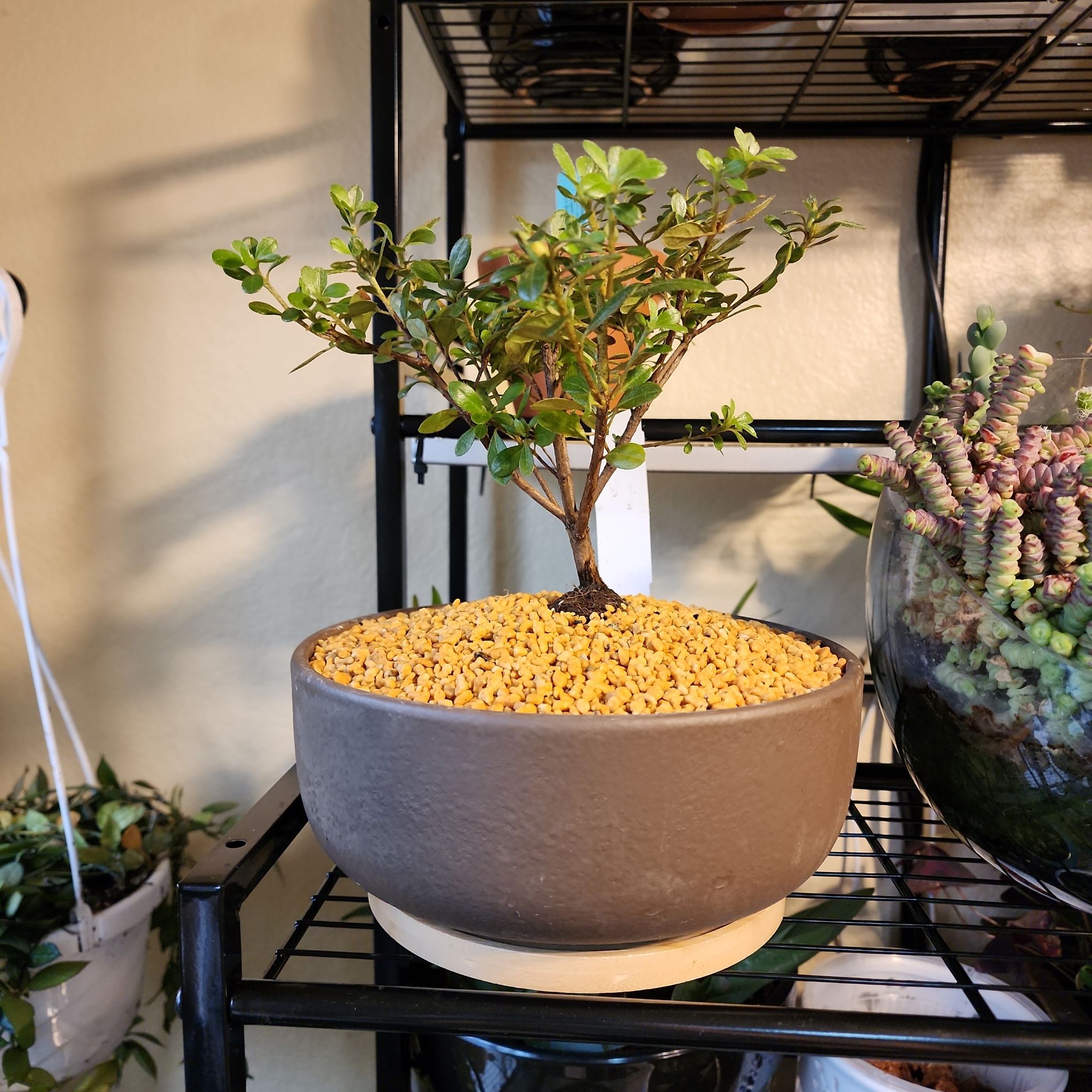 Photo of the plant species Azalea Bonsai by @vaesive named Iggy Azalea on Greg, the plant care app