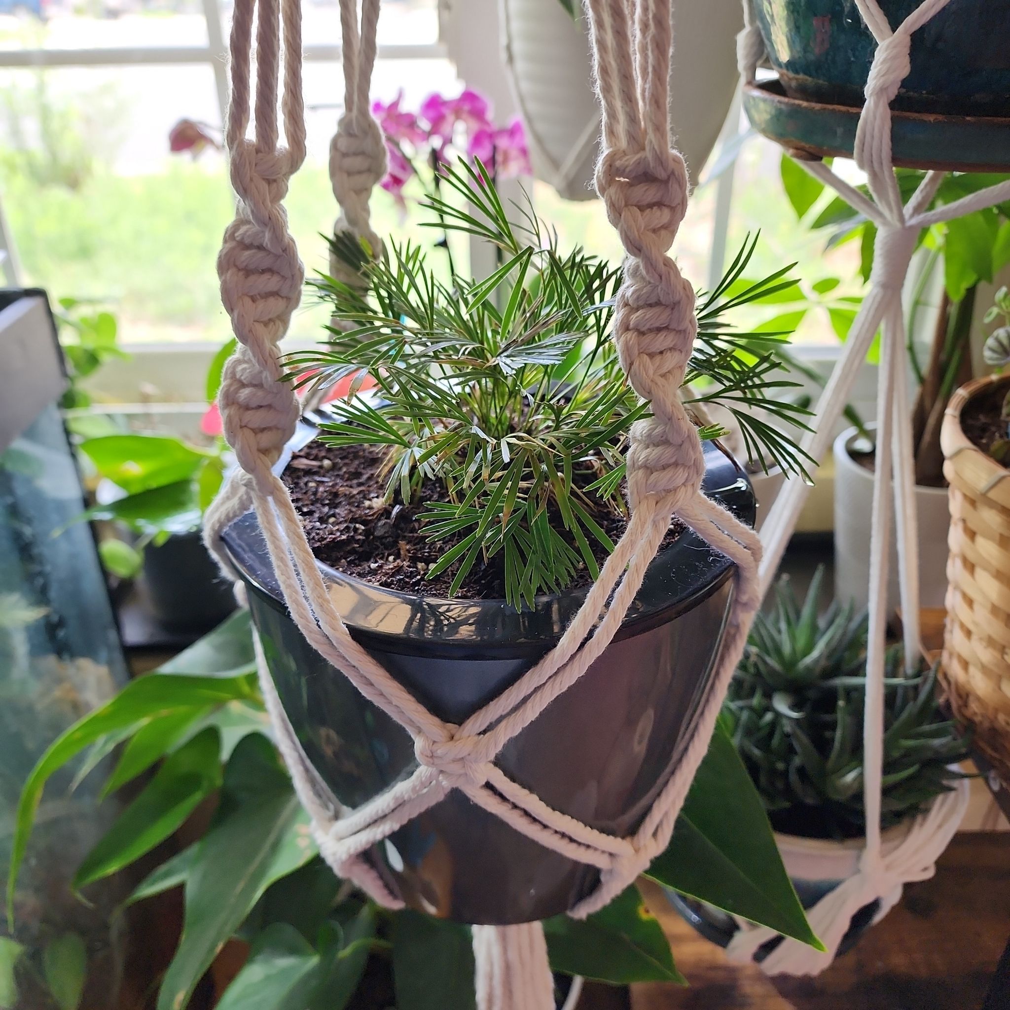 Osmo