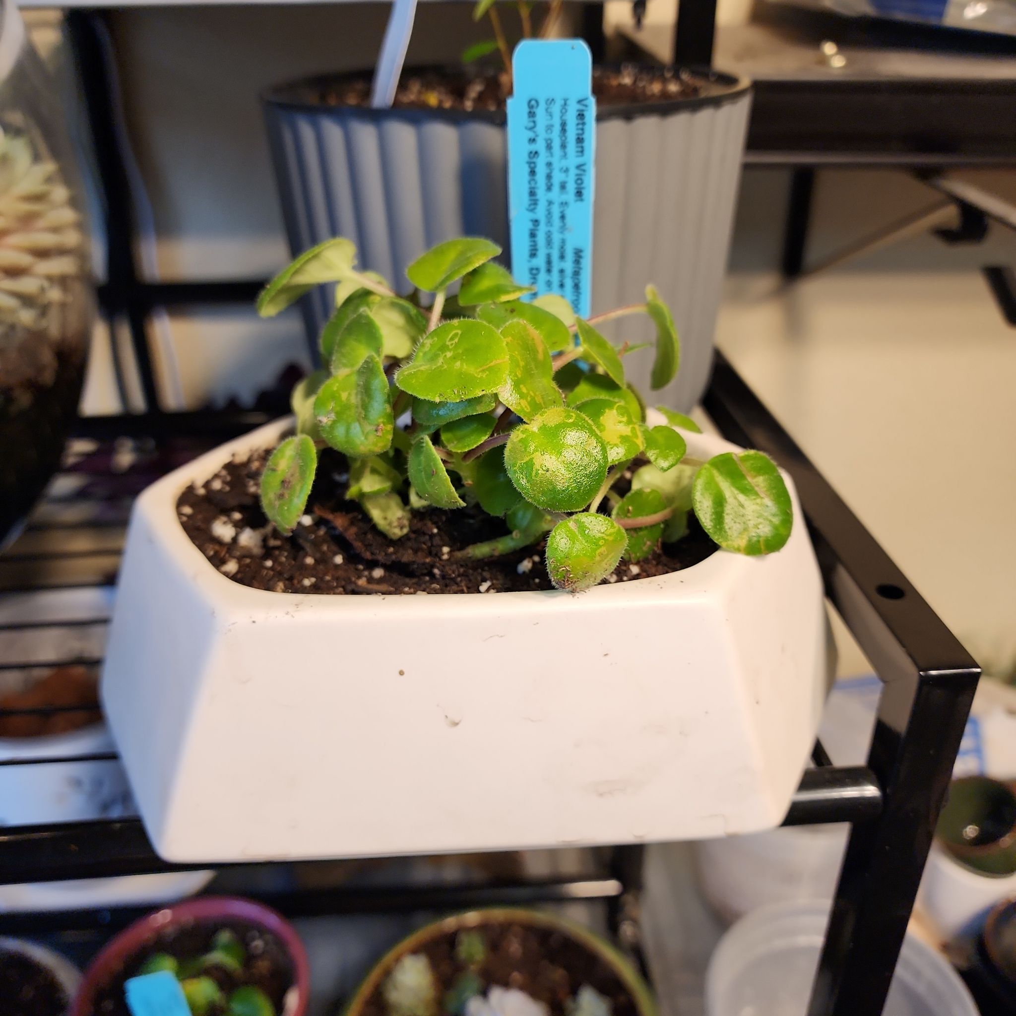 Photo of the plant species Asian Violet Summer Song by @vaesive named Akali on Greg, the plant care app