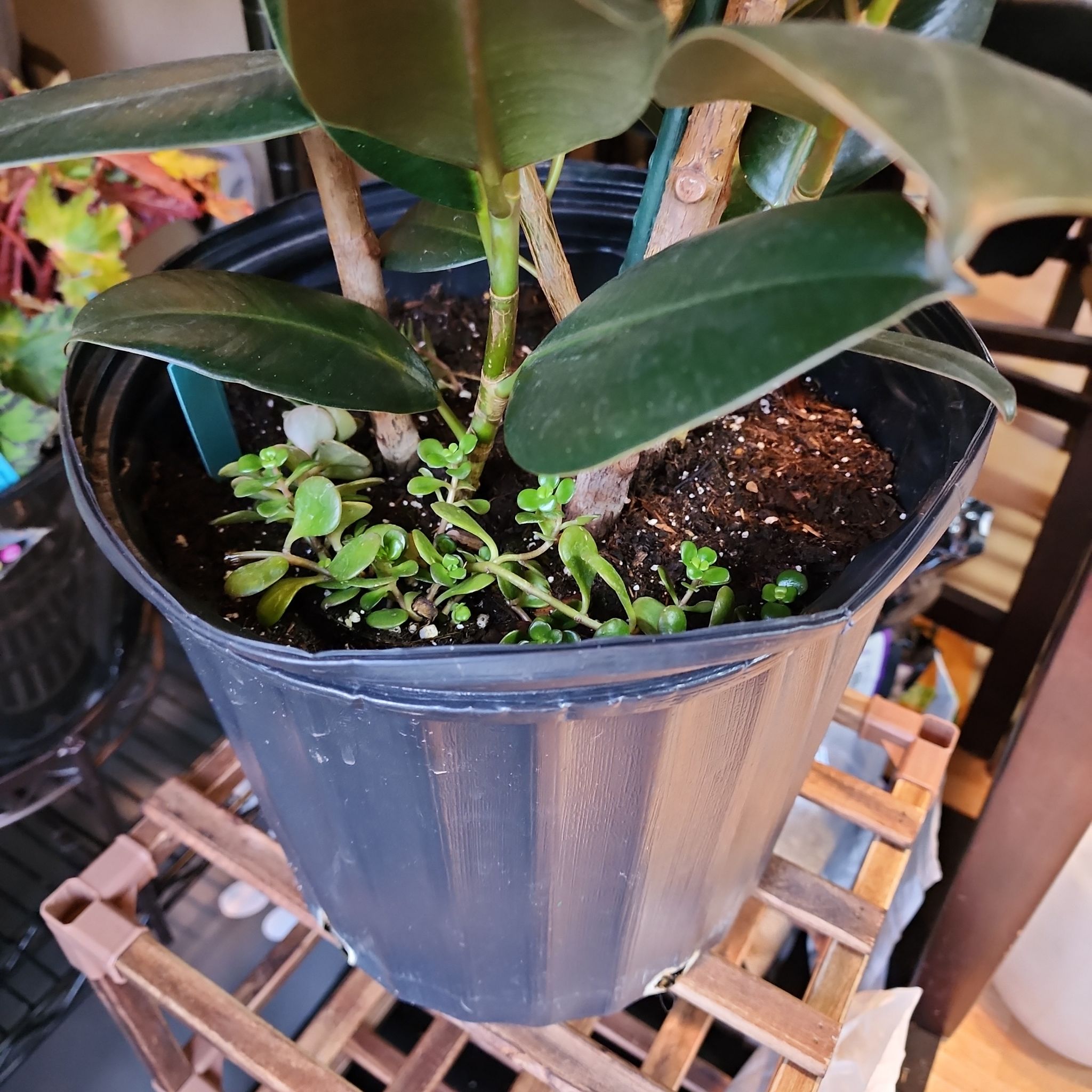 Photo of the plant species Rock Candy by @vaesive named Rosa on Greg, the plant care app