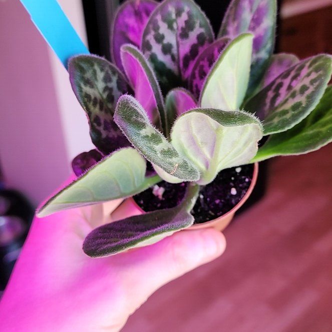 Photo of the plant species Asian Violet Summer Song by @vaesive named Harry on Greg, the plant care app