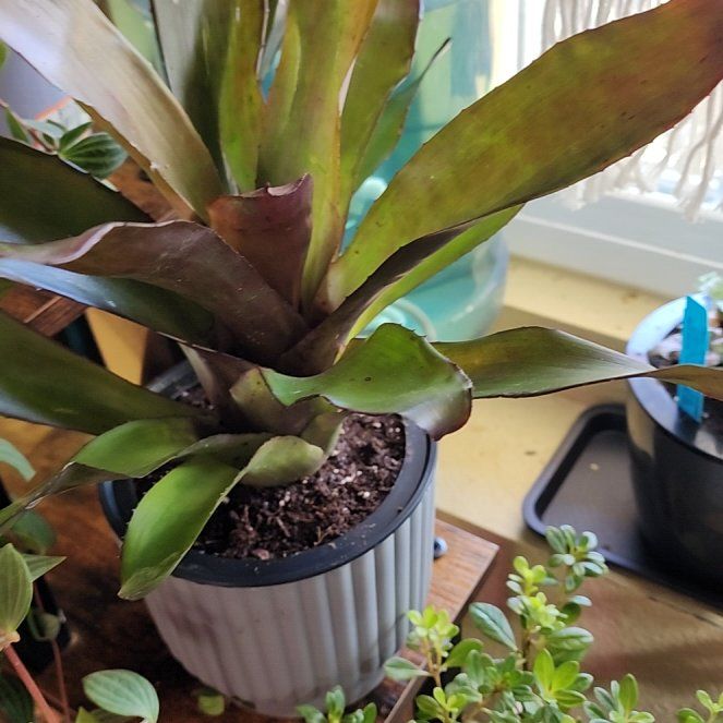 Photo of the plant species Bromeliad by @vaesive named Taylor Swift on Greg, the plant care app