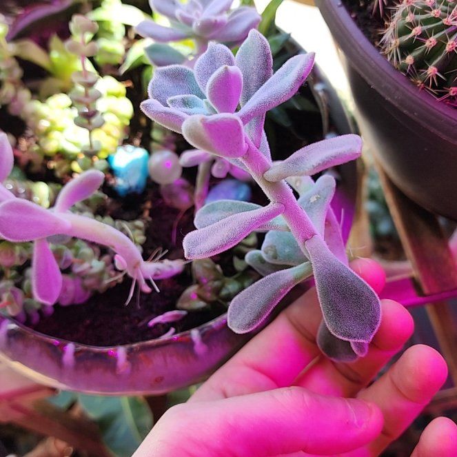 Photo of the plant species Wooly Rose by @vaesive named Remington on Greg, the plant care app