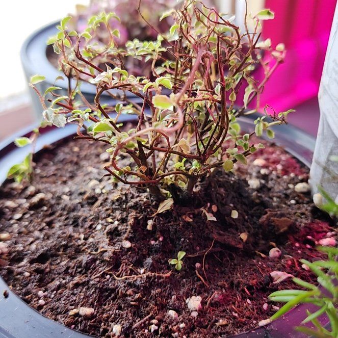 Photo of the plant species Fuchsia 'Lottie Hobby Variegated' by @vaesive named Gates on Greg, the plant care app