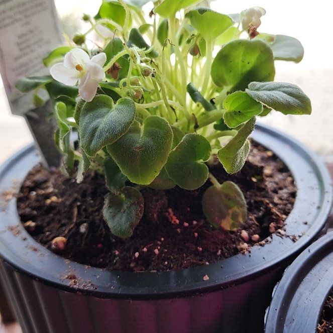 Photo of the plant species Rob's Humpty Doo African Violet by @vaesive named CleoPlantra on Greg, the plant care app