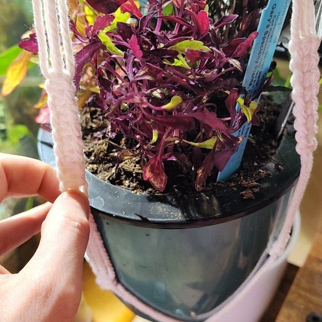 Photo of the plant species Coleus Red Maple by @vaesive named Kobe on Greg, the plant care app