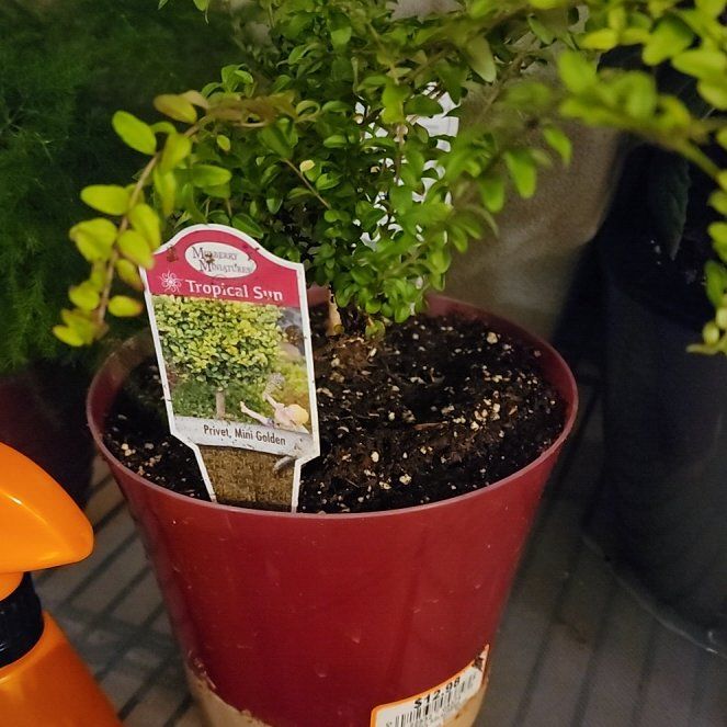 Photo of the plant species Box Honeysuckle by @vaesive named Morgan Treeman on Greg, the plant care app
