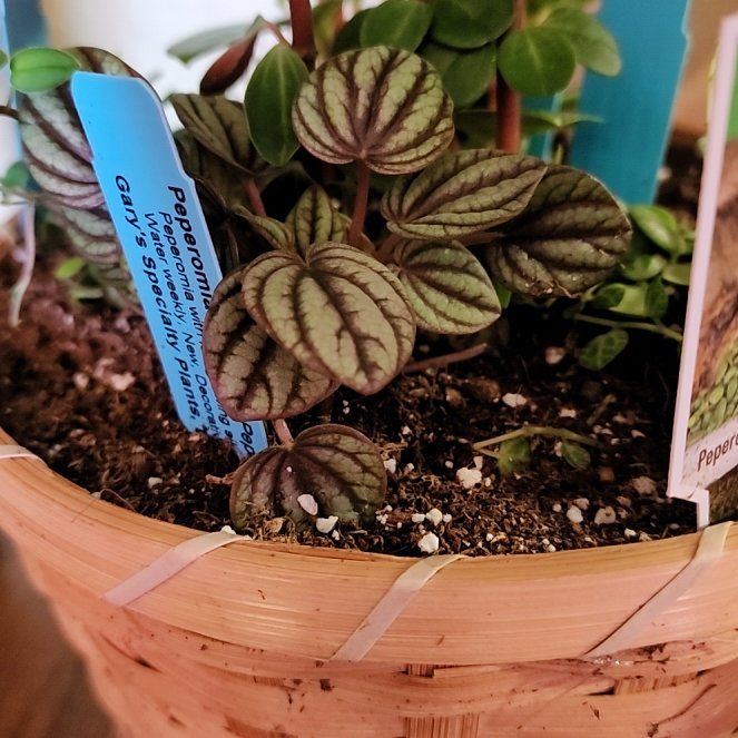 Photo of the plant species Peperomia piccolo banda by @vaesive named Bruce Lee on Greg, the plant care app