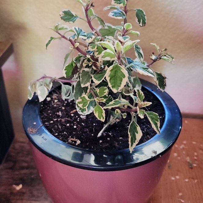 Photo of the plant species Hemizygia candy kisses by @vaesive named Nemo on Greg, the plant care app