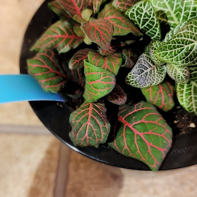 Photo of the plant species Nerve Plant by @vaesive named James Dean on Greg, the plant care app