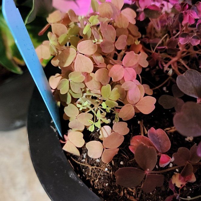 Photo of the plant species coppertone sorrel by @vaesive named Girlfrond on Greg, the plant care app