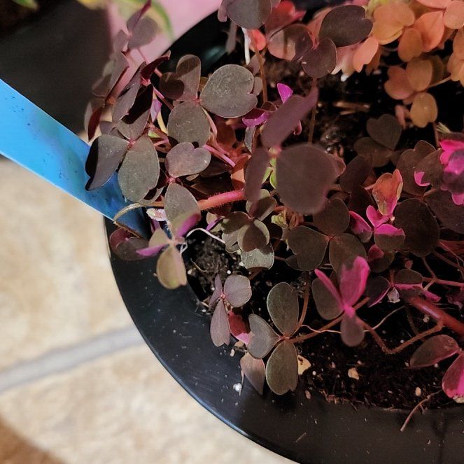 Photo of the plant species Volcanic Sorrel 'Zinfandel' by @vaesive named Sol on Greg, the plant care app