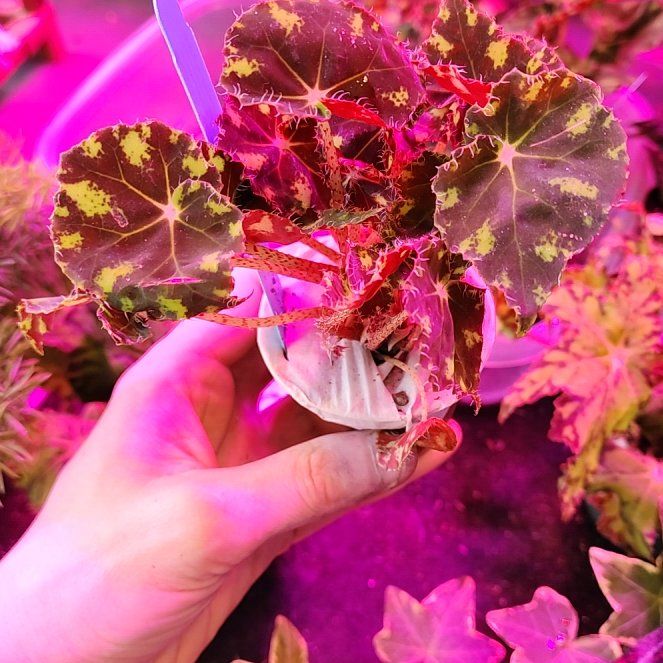Photo of the plant species Begonia foliosa by @vaesive named Bee on Greg, the plant care app