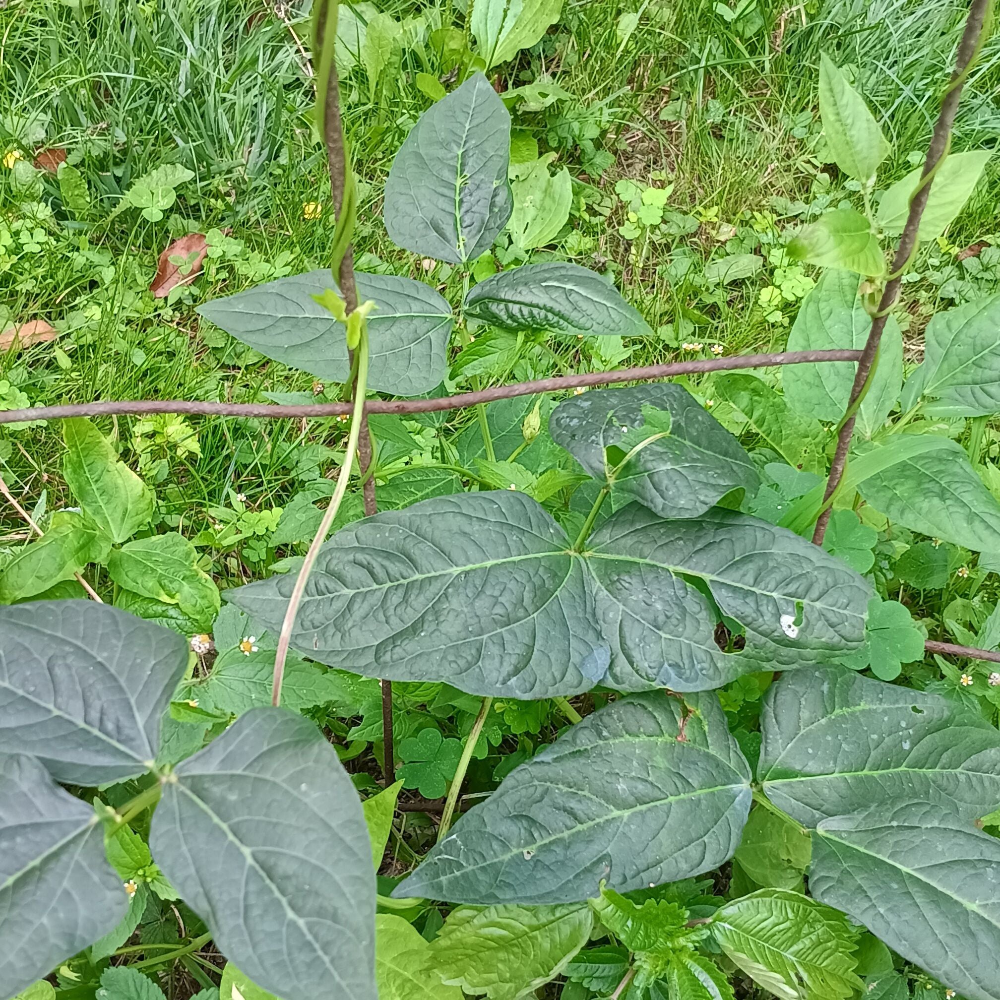 Photo of the plant species Climbing Asparagus Fern by @HardinGarden named Sahara on Greg, the plant care app