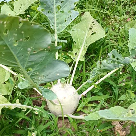 Photo of the plant species Kohlrabi by @HardinGarden named Plato on Greg, the plant care app