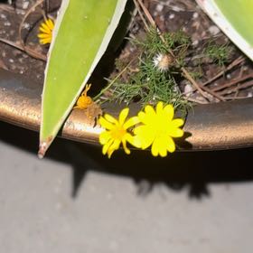 Photo of the plant species Hartweg's Pricklyleaf by @LaidbackGutweed named Kylie on Greg, the plant care app