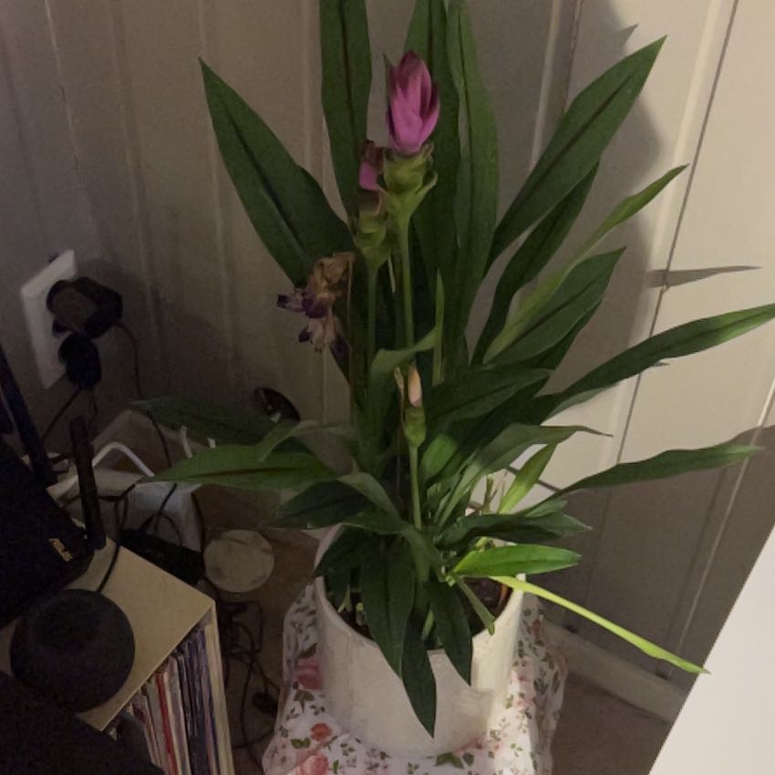 Photo of the plant species Siam Splash Tulip by @SightlyMaitake named Harmony on Greg, the plant care app