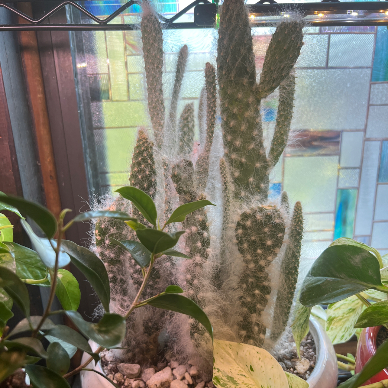 Photo of the plant species Snow Bear Prickly Pear by @JoyDuarte named Gothmog on Greg, the plant care app