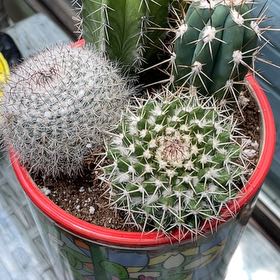Photo of the plant species Mammallaria beneckei by @CuteSunsetbells named Navajo on Greg, the plant care app