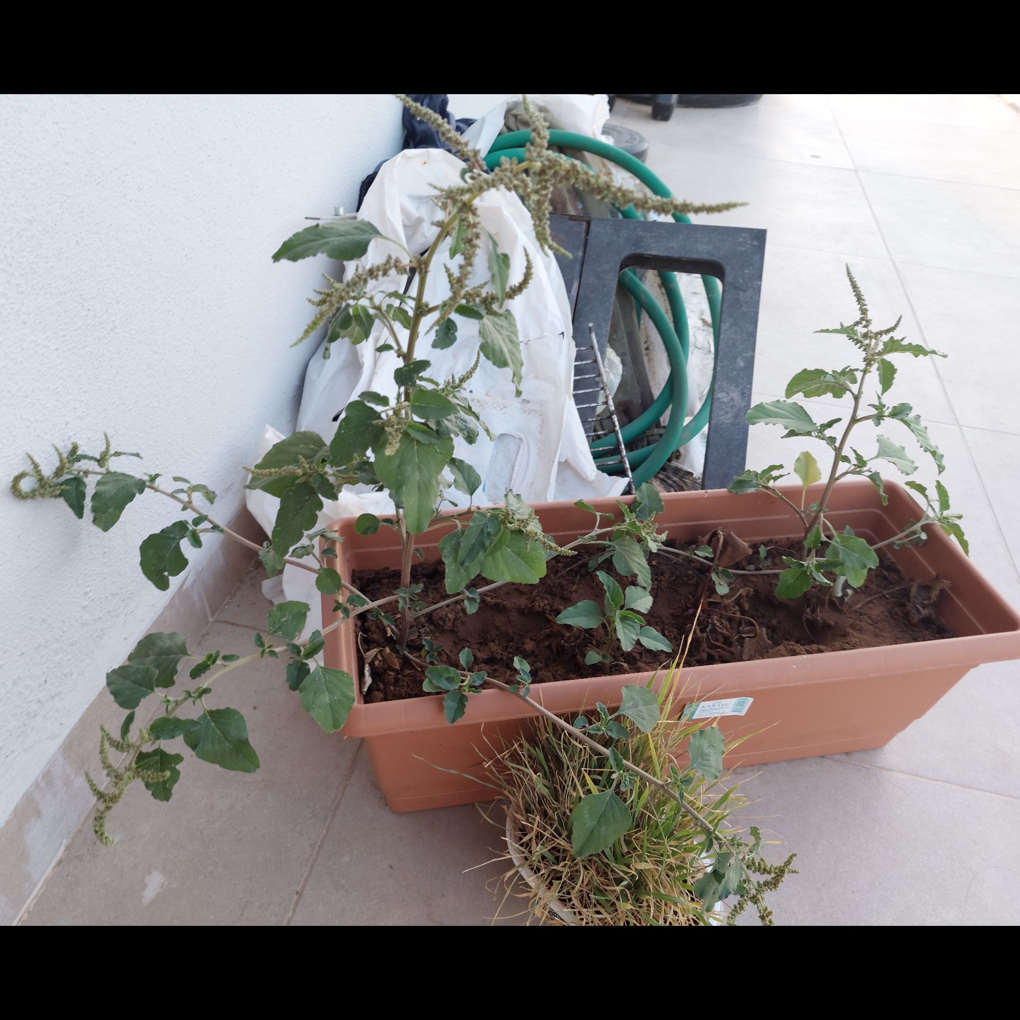 Photo of the plant species Slender Amaranth by @BeefyThaibasil named Luna on Greg, the plant care app