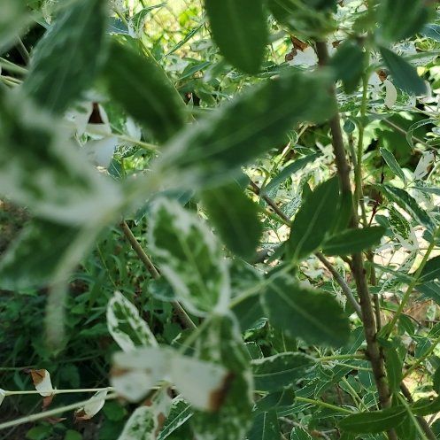 Photo of the plant species Salix Integra Hakuro-Nishiki by @MaximalPalepuma named Mya Lynn on Greg, the plant care app