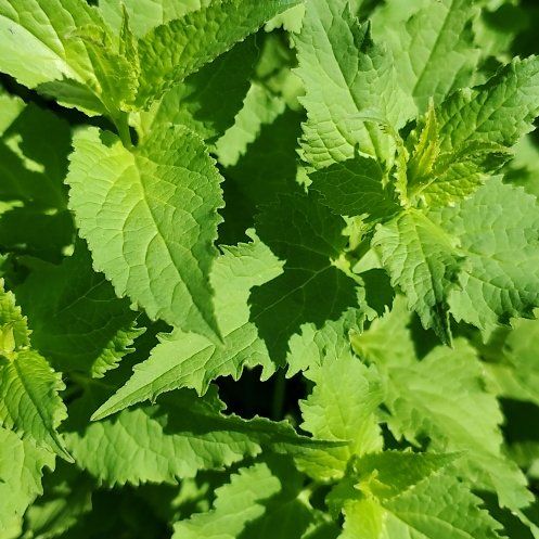 Photo of the plant species Agastache Foeniculum by @MaximalPalepuma named Lavender on Greg, the plant care app