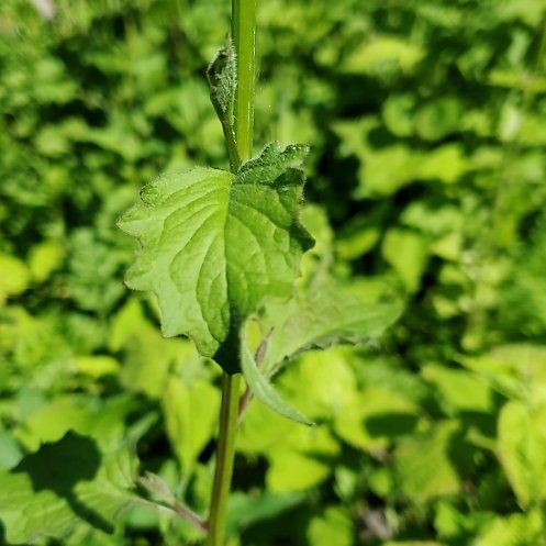 Photo of the plant species Common Nipplewort by @MaximalPalepuma named Apollo on Greg, the plant care app