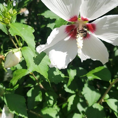 Photo of the plant species Korean Rose by @MaximalPalepuma named Julia on Greg, the plant care app