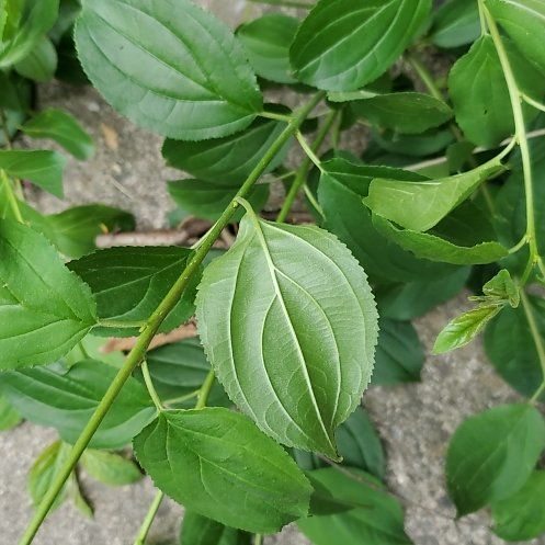 Photo of the plant species Common Buckthorn by @MaximalPalepuma named Marilyn on Greg, the plant care app