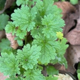 Photo of the plant species Common Motherwort by @QualityLarkspur named Gobi on Greg, the plant care app