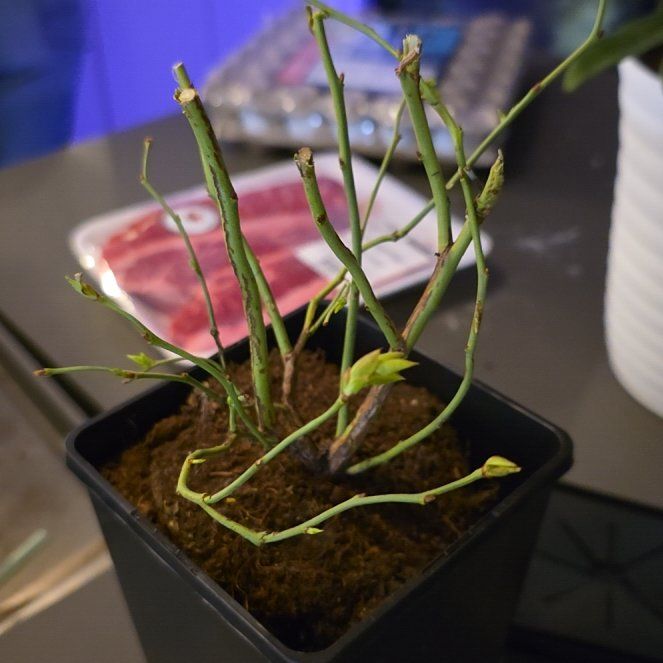 Photo of the plant species Bluegold Highbush Blueberry by @CleverMandrake named Kobe on Greg, the plant care app